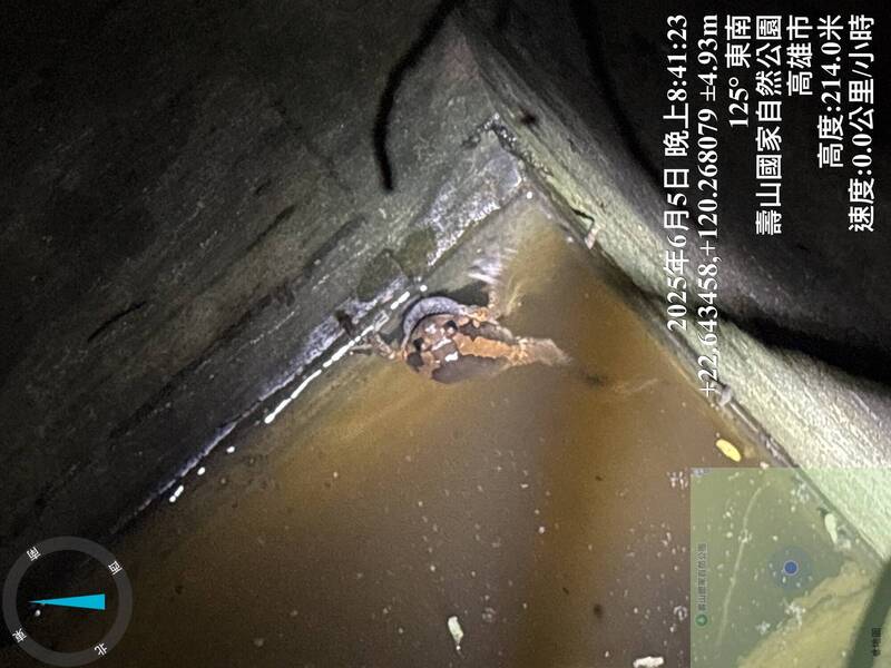 亞洲錦蛙通常出現在水溝等有水的環境。(國家自然公園管理處提供) 亞洲錦蛙通常出現在水溝等有水的環境。(國家自然公園管理處提供)
