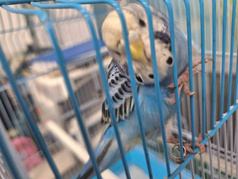 彰化縣動防所安置一隻在校園裡被拾獲的虎皮鸚鵡,動防所公告請原飼主帶相關證明文件前來領回。(圖動防所提供) 彰化縣動防所安置一隻在校園裡被拾獲的虎皮鸚鵡,動防所公告請原飼主帶相關證明文件前來領回。(圖動防所提供)