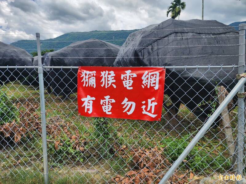 高雄農地架設電圍網防猴害破百公頃,農損大減逾9成。(記者陳文嬋攝) 高雄農地架設電圍網防猴害破百公頃,農損大減逾9成。(記者陳文嬋攝)