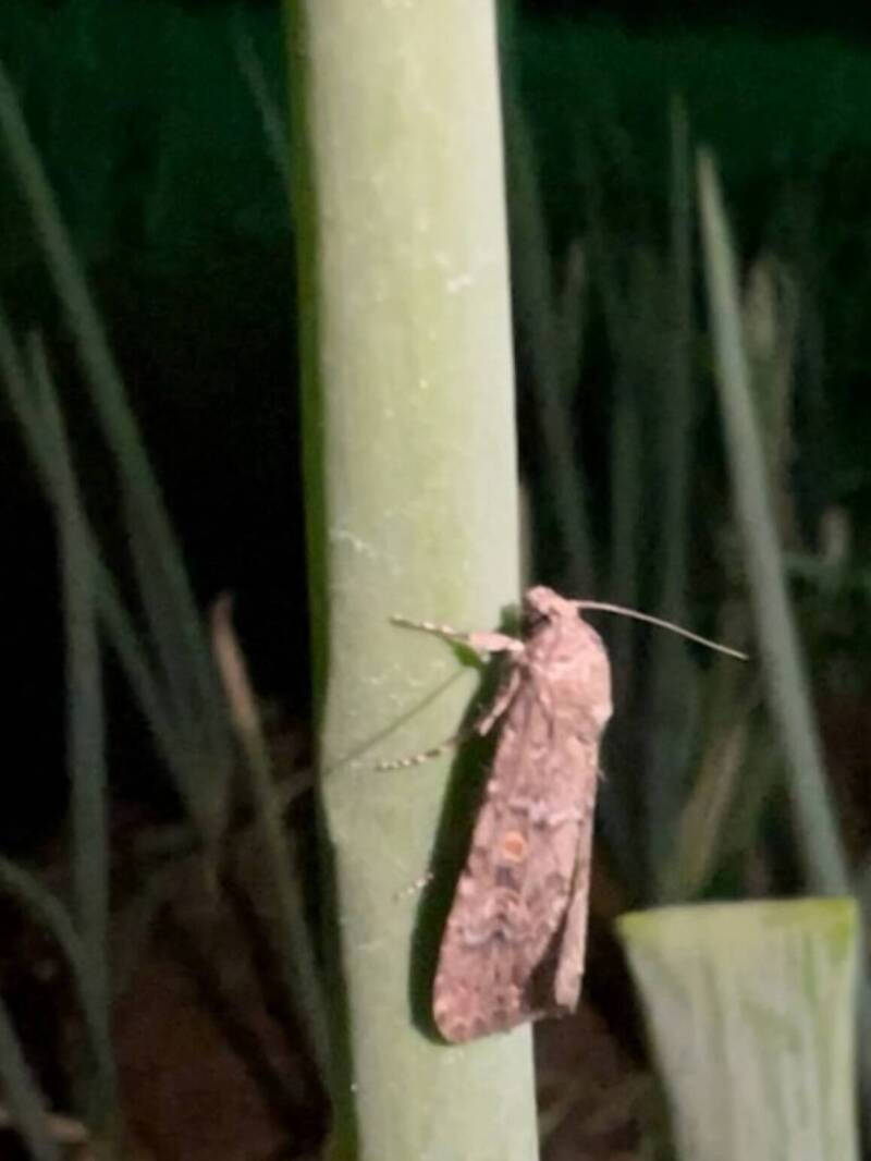 甜菜夜蛾為夜行性昆蟲,夜晚活動力強。(鳳試所提供) 甜菜夜蛾為夜行性昆蟲,夜晚活動力強。(鳳試所提供)