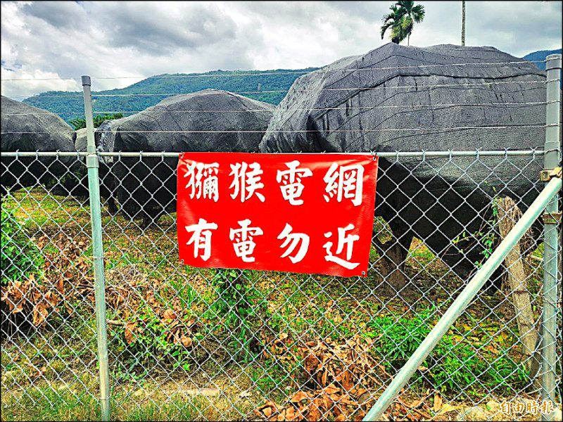 高雄農地架設電圍網防猴害,農損大減逾九成。(記者陳文嬋攝) 高雄農地架設電圍網防猴害,農損大減逾九成。(記者陳文嬋攝)