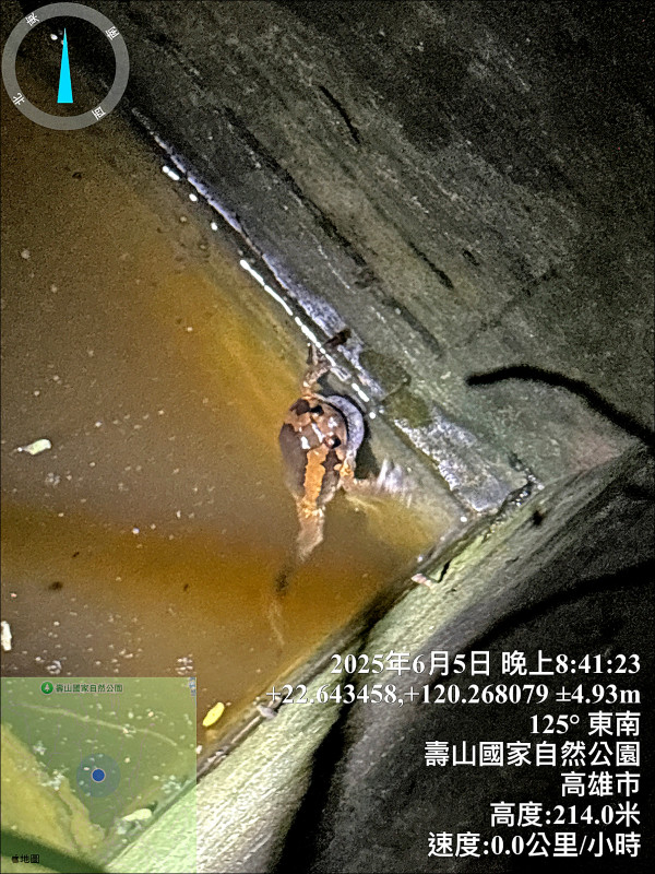 亞洲錦蛙通常出現在水溝等有水的環境。(國家自然公園管理處提供) 亞洲錦蛙通常出現在水溝等有水的環境。(國家自然公園管理處提供)