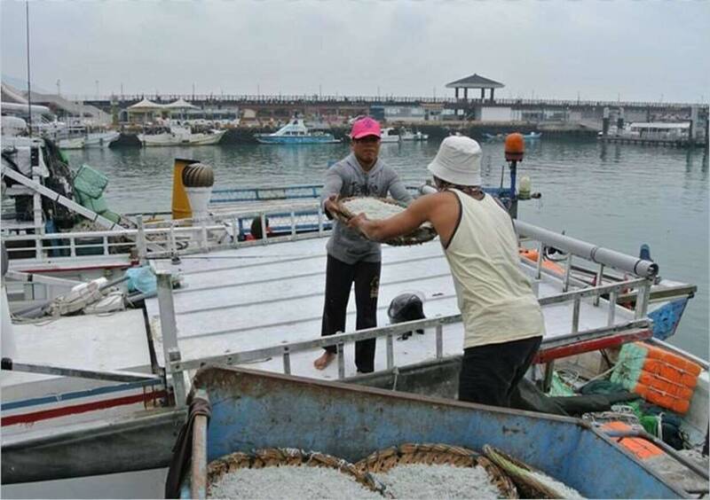 淡水區為新北市魩鱙漁業主要產地。(漁業處提供) 淡水區為新北市魩鱙漁業主要產地。(漁業處提供)