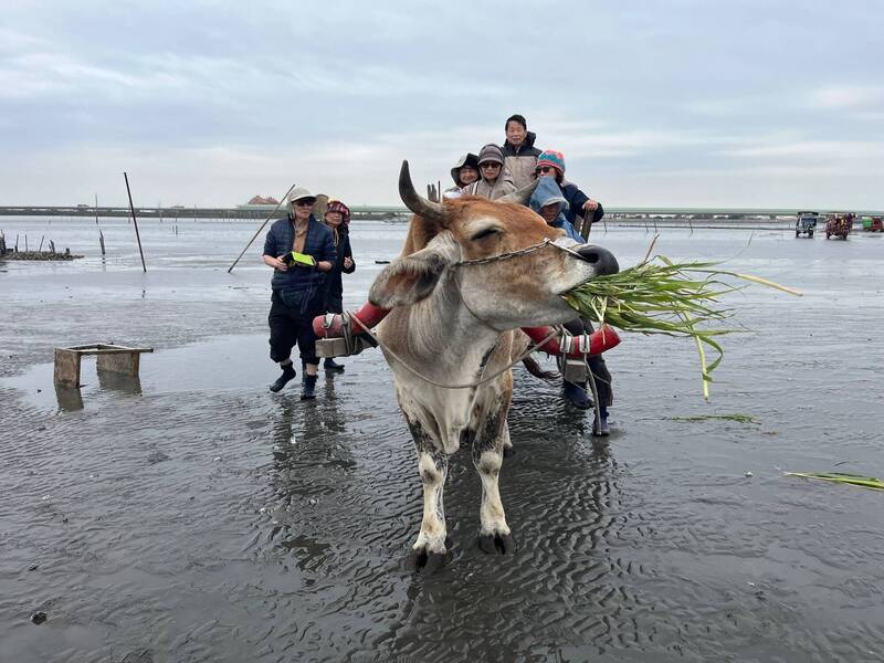 海牛「阿妮」牛齡8歲,是少數可以下田馱運牡蠣跟兼負觀光載客工作的黃牛。(魏清水提供) 海牛「阿妮」牛齡8歲,是少數可以下田馱運牡蠣跟兼負觀光載客工作的黃牛。(魏清水提供)