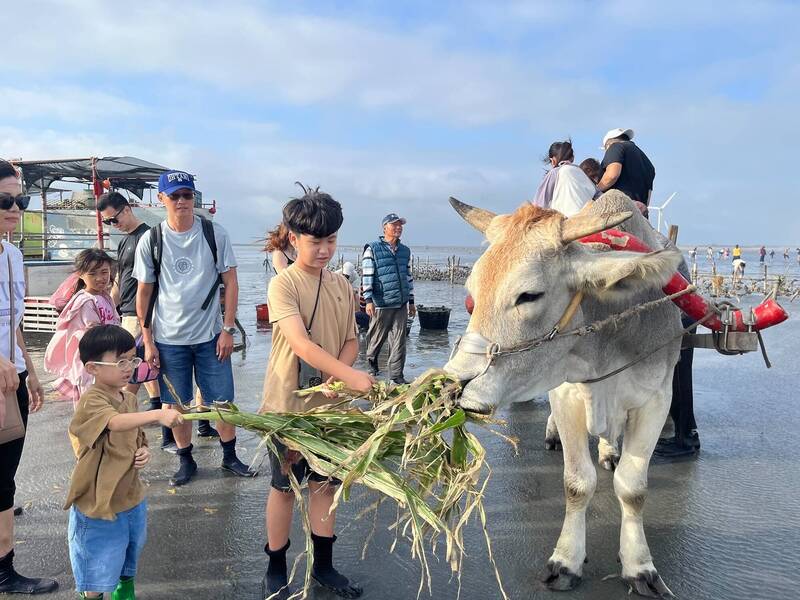 海牛「叫小賀」牛齡8歲,因一身白,頗具辨識度,觀光導覽時深受歡迎。(魏清水提供) 海牛「叫小賀」牛齡8歲,因一身白,頗具辨識度,觀光導覽時深受歡迎。(魏清水提供)