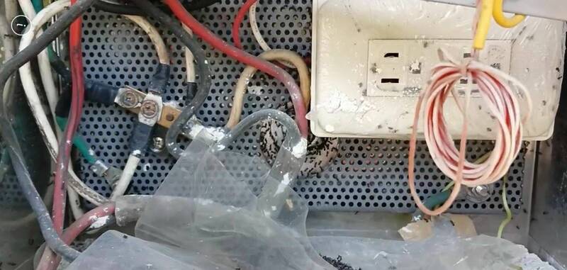 琉璃蟻在住家的電箱裡築巢再利用電線擴散。(圖由林賢宗提供) 琉璃蟻在住家的電箱裡築巢再利用電線擴散。(圖由林賢宗提供)