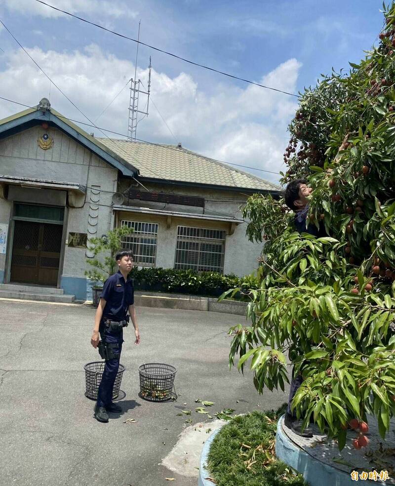 員警勤餘時體驗採摘荔枝樂趣。(記者湯世名攝) 員警勤餘時體驗採摘荔枝樂趣。(記者湯世名攝)