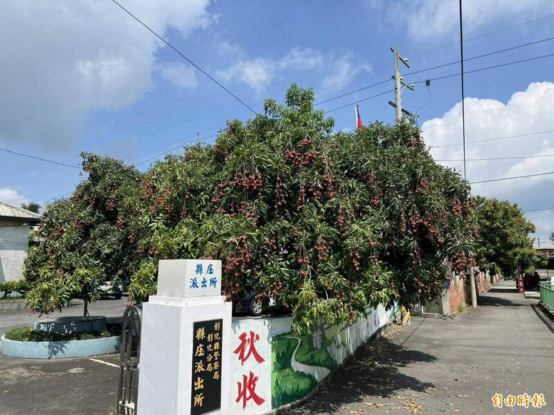 縣庄派出所2棵荔枝樹已有逾半世紀樹齡,樹上荔枝滿出牆外。(記者湯世名攝) 縣庄派出所2棵荔枝樹已有逾半世紀樹齡,樹上荔枝滿出牆外。(記者湯世名攝)