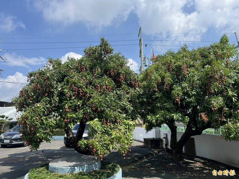 縣庄派出所廣場2棵荔枝樹據稱已有逾半世紀樹齡,樹形相當巨大。(記者湯世名攝) 縣庄派出所廣場2棵荔枝樹據稱已有逾半世紀樹齡,樹形相當巨大。(記者湯世名攝)