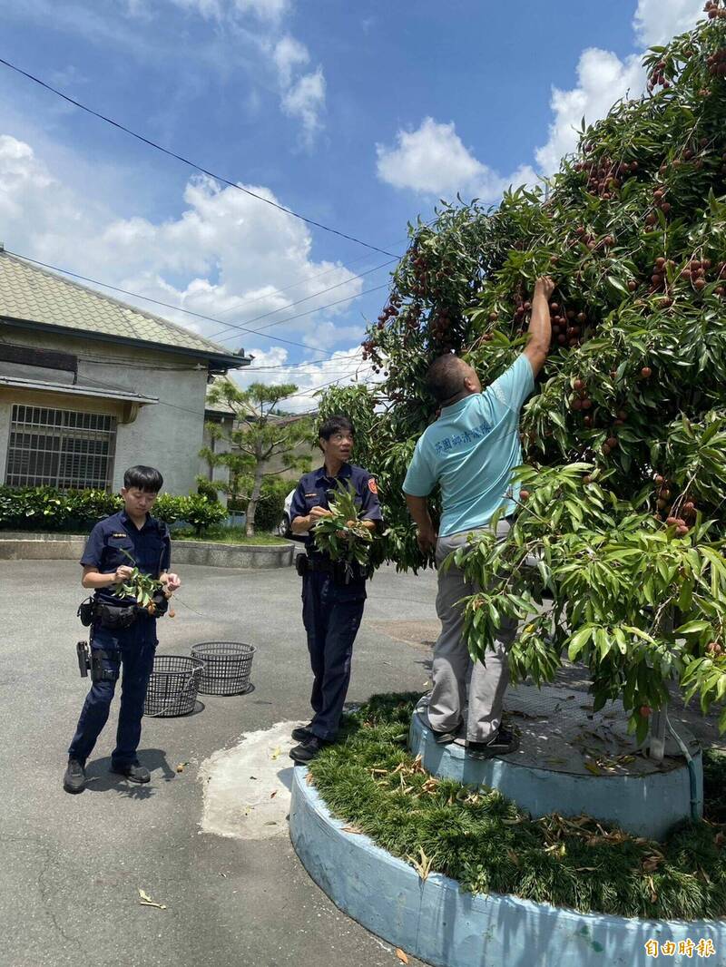 員警勤餘時採摘荔枝分送鄉里敦親睦鄰。(記者湯世名攝) 員警勤餘時採摘荔枝分送鄉里敦親睦鄰。(記者湯世名攝)
