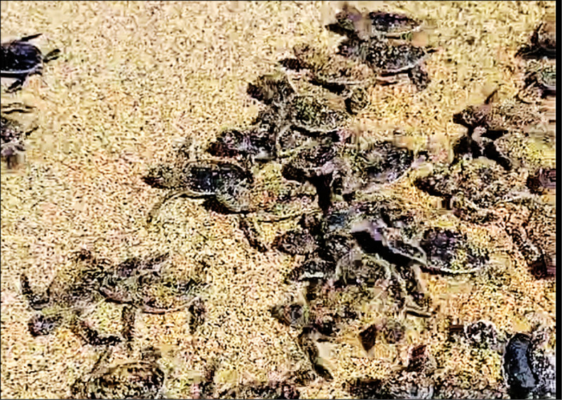 超過百隻小海龜,在墾丁西海灘上孵化後返回大海。(民眾提供) 超過百隻小海龜,在墾丁西海灘上孵化後返回大海。(民眾提供)
