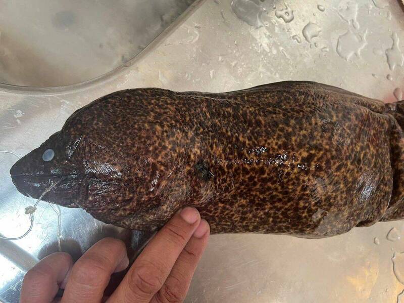 東吉墓仔坡釣客釣獲淡網紋裸胸鯙,擔心有毒不敢食用。(黃祐祐提供) 東吉墓仔坡釣客釣獲淡網紋裸胸鯙,擔心有毒不敢食用。(黃祐祐提供)