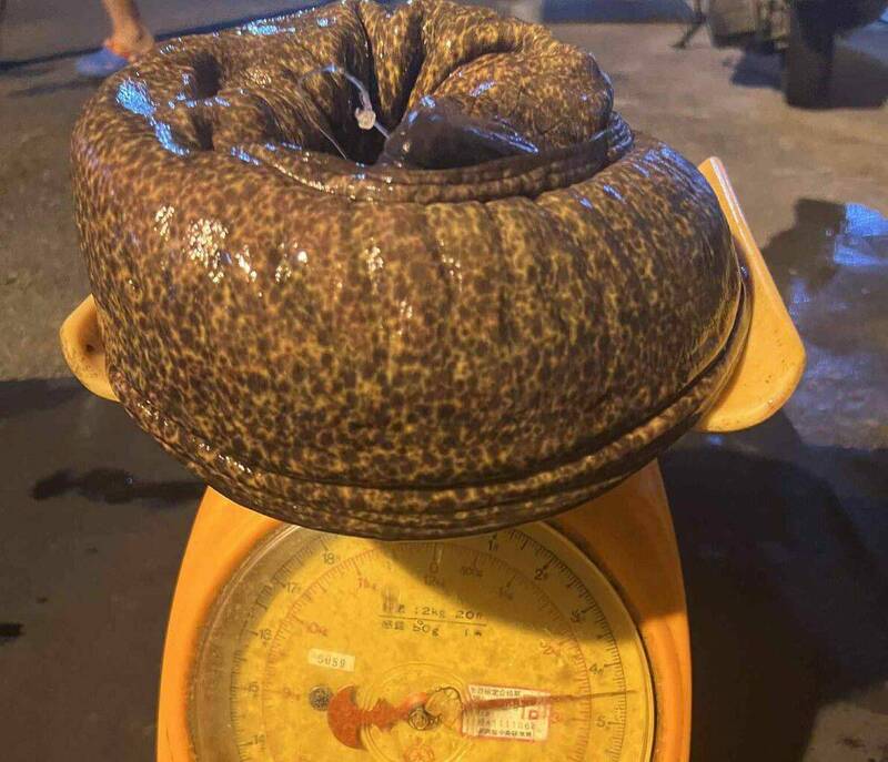 澎湖海洋專家表示,淡網紋裸胸鯙本身無毒,中毒是雪卡毒與海域有關。(黃祐祐提供) 澎湖海洋專家表示,淡網紋裸胸鯙本身無毒,中毒是雪卡毒與海域有關。(黃祐祐提供)