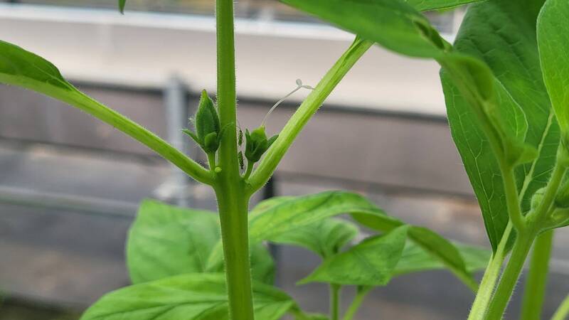 菸盲椿象可棲息在銀行植物(芝麻)上,於溫室內建立銀行植物系統可促進天敵昆蟲族群建立,延長防治效果。(圖由苗栗農改場提供) 菸盲椿象可棲息在銀行植物(芝麻)上,於溫室內建立銀行植物系統可促進天敵昆蟲族群建立,延長防治效果。(圖由苗栗農改場提供)