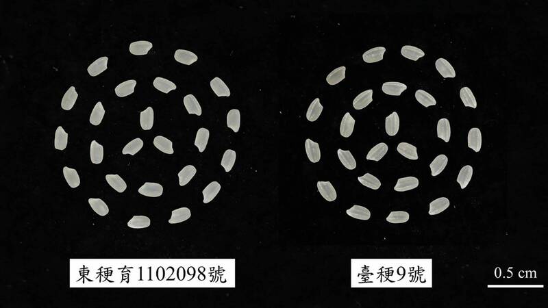 台東36號(東稉育1102098號)與對照品種台稉9號之白米比較。(記者黃明堂翻攝) 台東36號(東稉育1102098號)與對照品種台稉9號之白米比較。(記者黃明堂翻攝)
