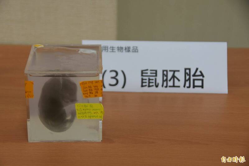 中研院陳壁彰團隊開發出「聚丙烯酸鉀膨脹層光奈米顯微術」(KA-ExM),能將小鼠胚胎放大數十倍,有助深入解析更細微的生物結構,推動基礎與應用科學突破。(記者吳柏軒攝) 中研院陳壁彰團隊開發出「聚丙烯酸鉀膨脹層光奈米顯微術」(KA-ExM),能將小鼠胚胎放大數十倍,有助深入解析更細微的生物結構,推動基礎與應用科學突破。(記者吳柏軒攝)