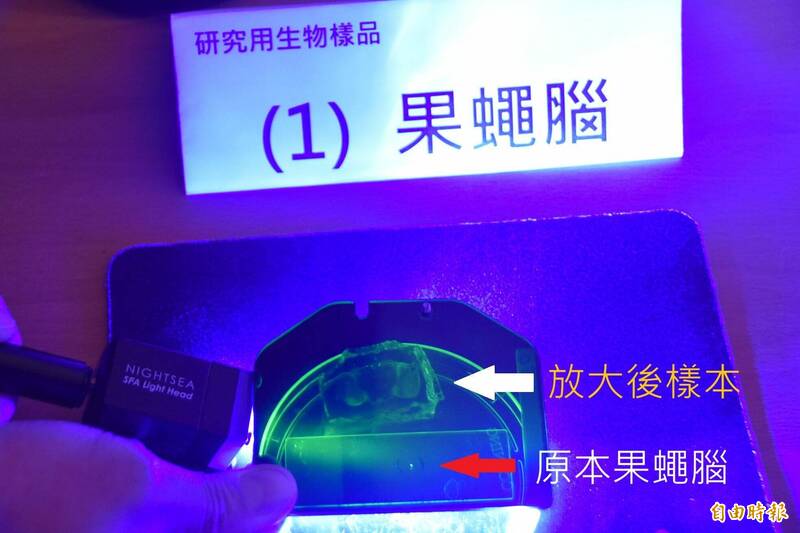 中研院陳壁彰團隊的「聚丙烯酸鉀膨脹層光奈米顯微術」(KA-ExM)將果蠅腦的體積放大6萬4千倍,突破光學顯微鏡成像極限。(記者吳柏軒攝) 中研院陳壁彰團隊的「聚丙烯酸鉀膨脹層光奈米顯微術」(KA-ExM)將果蠅腦的體積放大6萬4千倍,突破光學顯微鏡成像極限。(記者吳柏軒攝)