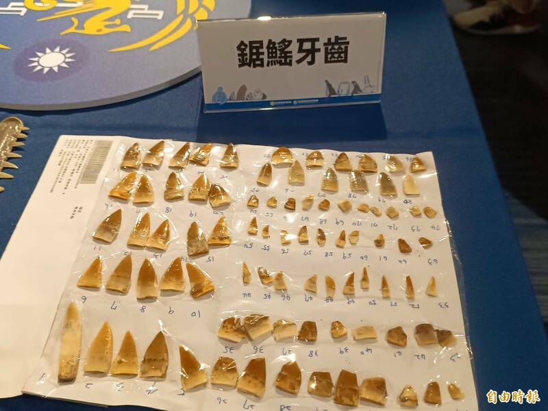 海巡署查獲的鋸鰩牙齒。(記者洪定宏攝) 海巡署查獲的鋸鰩牙齒。(記者洪定宏攝)