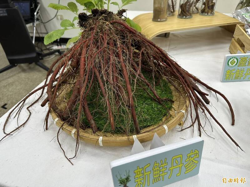 丹參目前在苗栗栽種面積約3公頃。(記者楊媛婷攝) 丹參目前在苗栗栽種面積約3公頃。(記者楊媛婷攝)