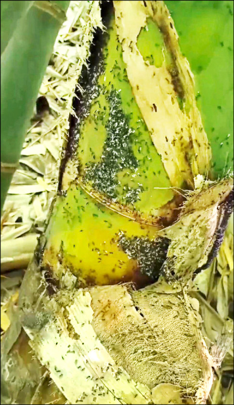 林內坪頂村的竹林琉璃蟻害嚴重。
(林賢宗提供) 林內坪頂村的竹林琉璃蟻害嚴重。
(林賢宗提供)