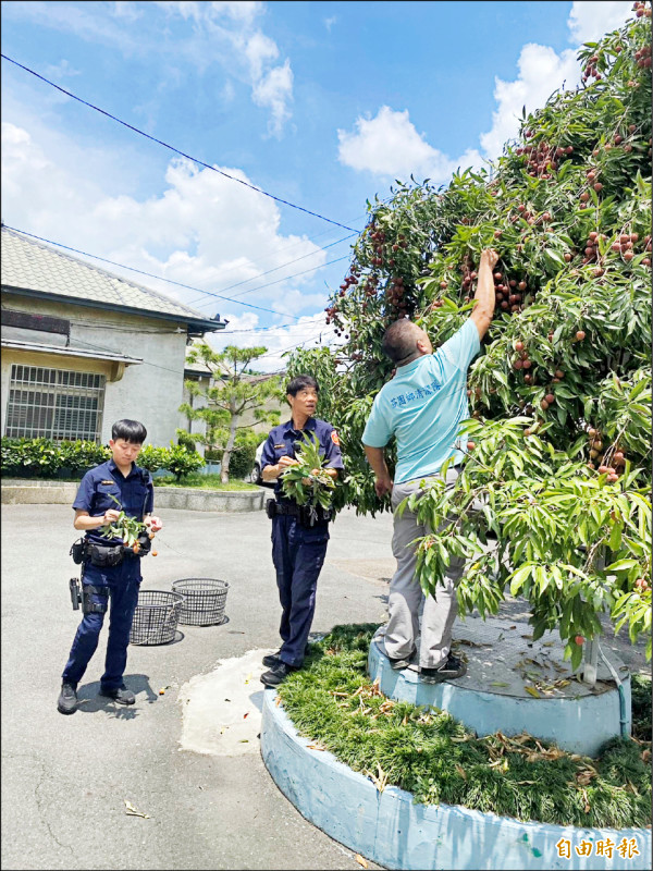 員警勤餘時採摘荔枝分送鄉里敦親睦鄰。(記者湯世名攝) 員警勤餘時採摘荔枝分送鄉里敦親睦鄰。(記者湯世名攝)