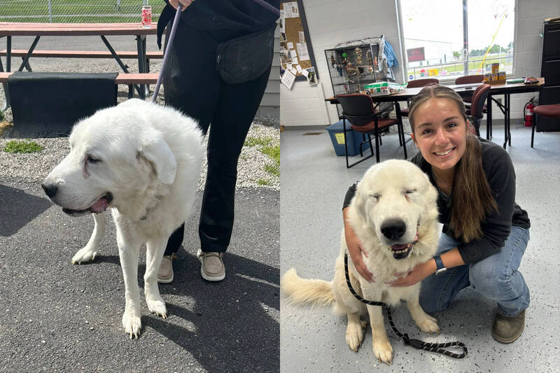 美國密西根州10歲的大白熊犬在收容所時狀態不佳（左），被領養後搖身一變成為運動健將。（本報合成，擷取自Humane Society of Monroe County/FB）