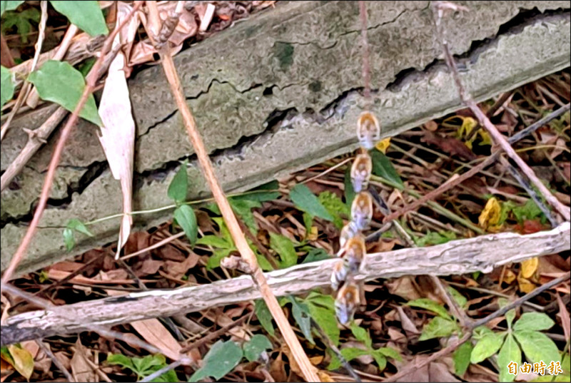 花條青蜂單身漢用大顎咬在樹枝上，集體睡覺，掛成一串。（記者楊金城攝）