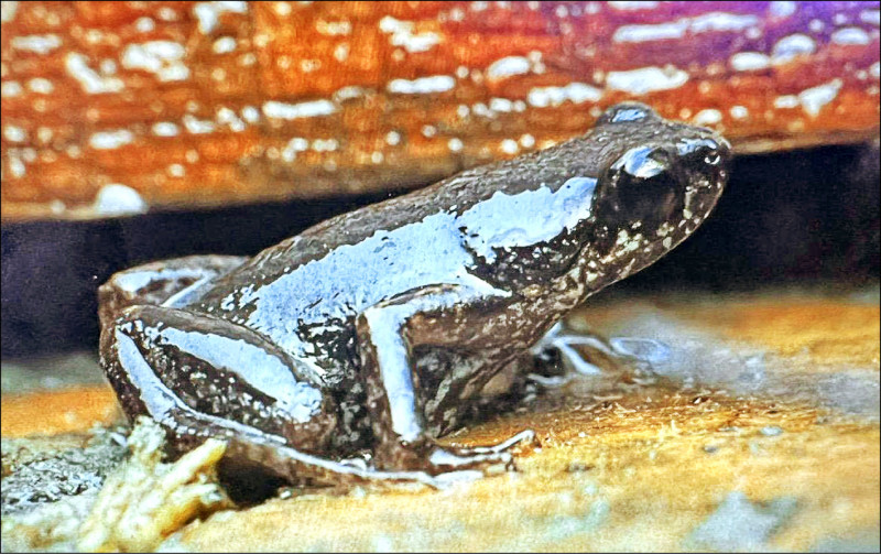 官田水雉教育園區首次記錄到史丹吉小雨蛙。
（安德魯提供）