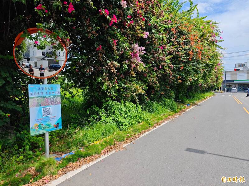彰化田中九重葛花牆,曾是打卡熱點,如今卻成為雜草叢生的「危牆」。(記者陳冠備攝) 彰化田中九重葛花牆,曾是打卡熱點,如今卻成為雜草叢生的「危牆」。(記者陳冠備攝)