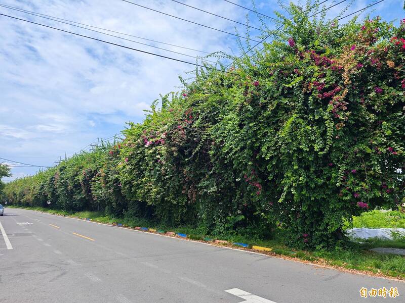去年9月,九重葛枝條生長過度,不斷摩擦電纜線,導致當地梅州里一度大停電。(記者陳冠備攝) 去年9月,九重葛枝條生長過度,不斷摩擦電纜線,導致當地梅州里一度大停電。(記者陳冠備攝)