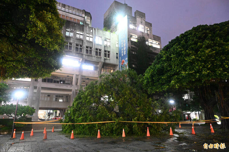 台中市逢甲大學校門口榕樹倒塌，碩一生不幸被壓傷送醫不治。（記者廖耀東攝）