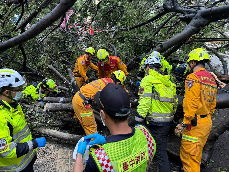 逢甲大学榕树倾倒压死研究生一案,检警今将相验厘清责任。(记者张瑞桢翻摄) 逢甲大学榕树倾倒压死研究生一案,检警今将相验厘清责任。(记者张瑞桢翻摄)