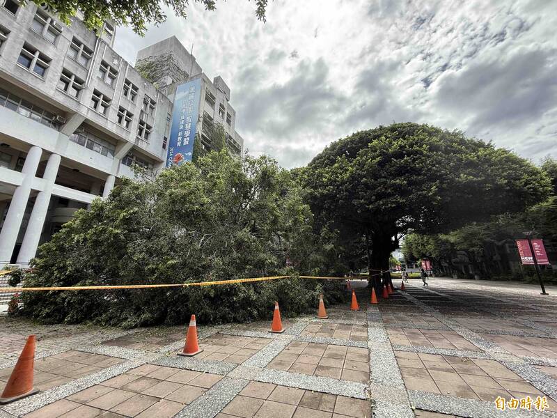 逢甲大學昨天傍晚在校園內發生榕樹倒塌,壓死23歲吳姓材料系研究所碩士班一年級男學生。(記者蔡淑媛攝) 逢甲大學昨天傍晚在校園內發生榕樹倒塌,壓死23歲吳姓材料系研究所碩士班一年級男學生。(記者蔡淑媛攝)