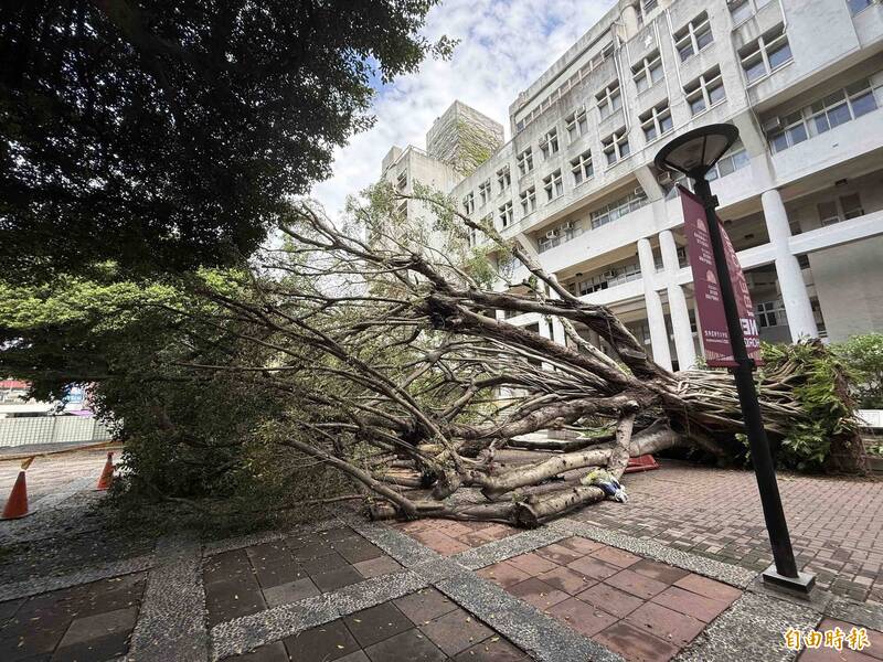 这棵倒塌压死学生的60年老榕树在今年2月发现有病灶已列管,但在可控范围,未进一步处置。(记者蔡淑媛摄) 这棵倒塌压死学生的60年老榕树在今年2月发现有病灶已列管,但在可控范围,未进一步处置。(记者蔡淑媛摄)