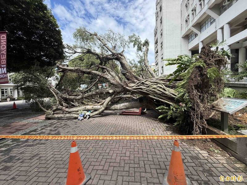 逢甲大学昨天傍晚在校园内发生榕树倒塌,压死23岁吴姓材料系研究所硕士班一年级男学生,这棵在今年2月疑似生病被校方列管。(记者蔡淑媛摄) 逢甲大学昨天傍晚在校园内发生榕树倒塌,压死23岁吴姓材料系研究所硕士班一年级男学生,这棵在今年2月疑似生病被校方列管。(记者蔡淑媛摄)