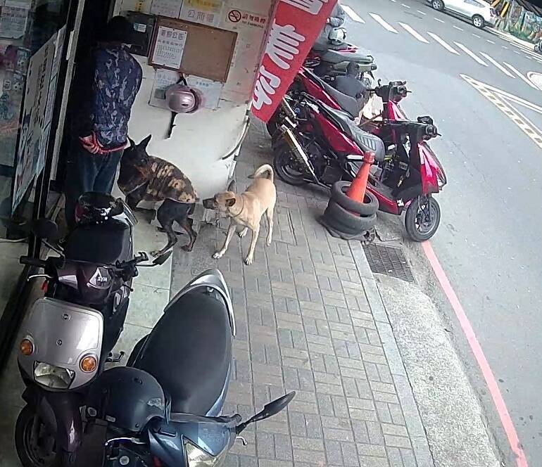 新北市動保處依《動物保護自治條例》開罰飼主1萬5000元,呼籲民眾切勿忽視飼養責任,以免造成社區矛盾與公共安全疑慮。(動保處提供) 新北市動保處依《動物保護自治條例》開罰飼主1萬5000元,呼籲民眾切勿忽視飼養責任,以免造成社區矛盾與公共安全疑慮。(動保處提供)