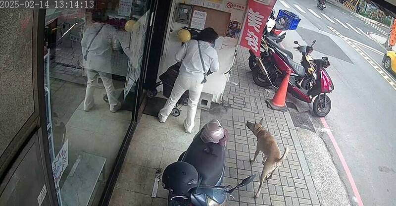 新北市五股區成泰路一間機車行飼主長期未妥善管理所飼養的大黃狗,放任其在街道與店家間遊走,不僅影響鄰近店家營業,也對顧客及其他寵物造成困擾。(動保處提供) 新北市五股區成泰路一間機車行飼主長期未妥善管理所飼養的大黃狗,放任其在街道與店家間遊走,不僅影響鄰近店家營業,也對顧客及其他寵物造成困擾。(動保處提供)