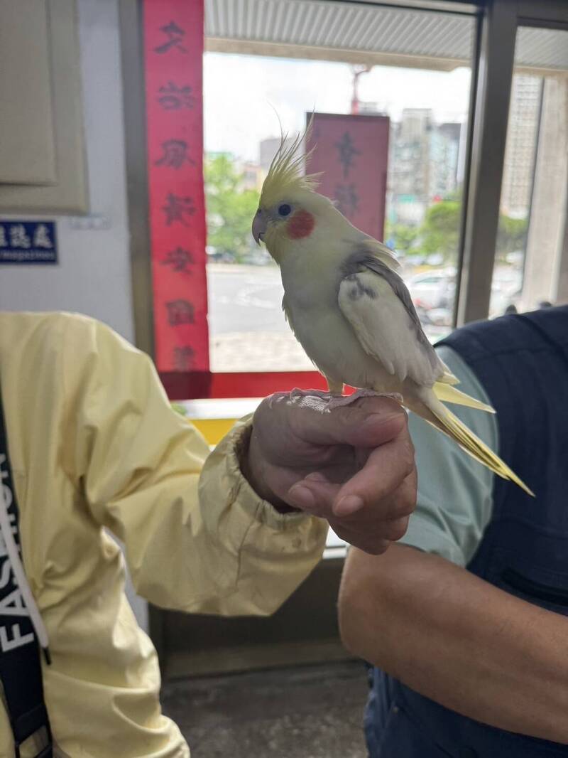 新竹市一隻親人的玄鳳鸚鵡飛失，經警方聯手動保團體和市民協尋，飛失1天後重回主人懷抱。（竹市警方提供）