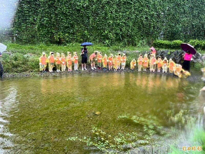 幼兒園小朋友穿著雨衣在雨中放養冠軍錦鯉魚苗。(記者黃淑莉攝) 幼兒園小朋友穿著雨衣在雨中放養冠軍錦鯉魚苗。(記者黃淑莉攝)