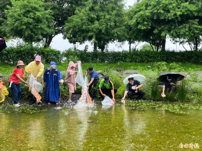 為林內紫蝶生態地景園區生態池注入活力,錦鯉達人張堂恩提供數千尾冠軍錦鯉魚苗放養。(記者黃淑莉攝) 為林內紫蝶生態地景園區生態池注入活力,錦鯉達人張堂恩提供數千尾冠軍錦鯉魚苗放養。(記者黃淑莉攝)