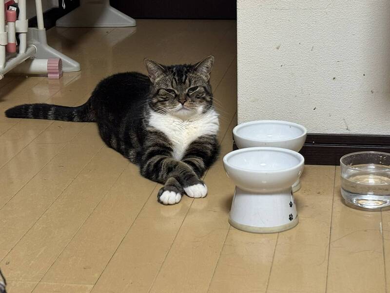 近期一名日本女飼主自首，她前陣子忘記給愛貓的食碗增添新飼料，導致愛貓到飯點沒東西能吃，而她早上起床後看到愛貓靜靜坐在碗邊，朝她露出「超殺眼神」。（圖擷取自@marukotokinako 社群平台「X」）