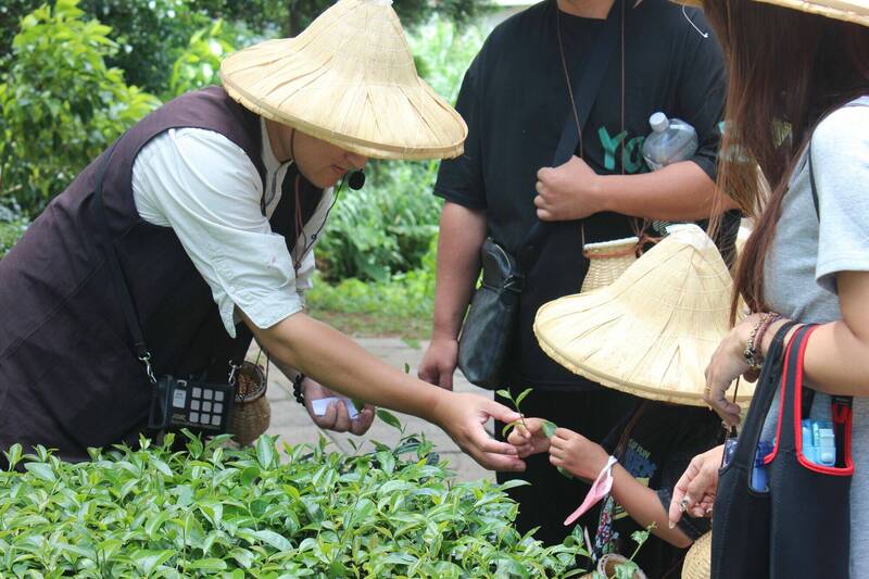 台灣客家茶文化館結合採茶體驗,深入介紹客茶文化及產業。(桃市府客家局提供) 台灣客家茶文化館結合採茶體驗,深入介紹客茶文化及產業。(桃市府客家局提供)