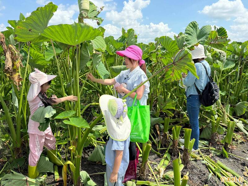 林內鄉農會舉辦農村小旅行，30名親子下田體驗採芋頭。（記者李文德攝）