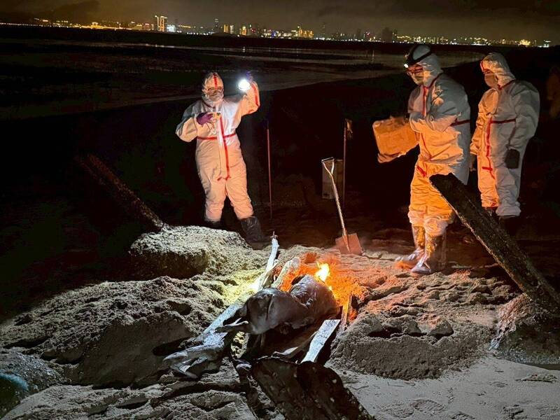 金門縣金寧鄉慈堤岸際日前發現一頭海漂死亡豬隻,防疫人員就地焚燒、掩埋。(金門岸巡隊提供) 金門縣金寧鄉慈堤岸際日前發現一頭海漂死亡豬隻,防疫人員就地焚燒、掩埋。(金門岸巡隊提供)