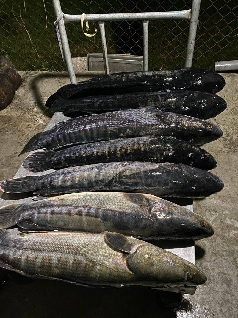 日月潭夏天「湖中惡霸」魚虎大爆發,日月潭區漁會展開「除虎」行動,目前已有45隻成魚落網,甚至還有單日捕獲7尾的「爆大量」紀錄。(日月潭區漁會提供) 日月潭夏天「湖中惡霸」魚虎大爆發,日月潭區漁會展開「除虎」行動,目前已有45隻成魚落網,甚至還有單日捕獲7尾的「爆大量」紀錄。(日月潭區漁會提供)