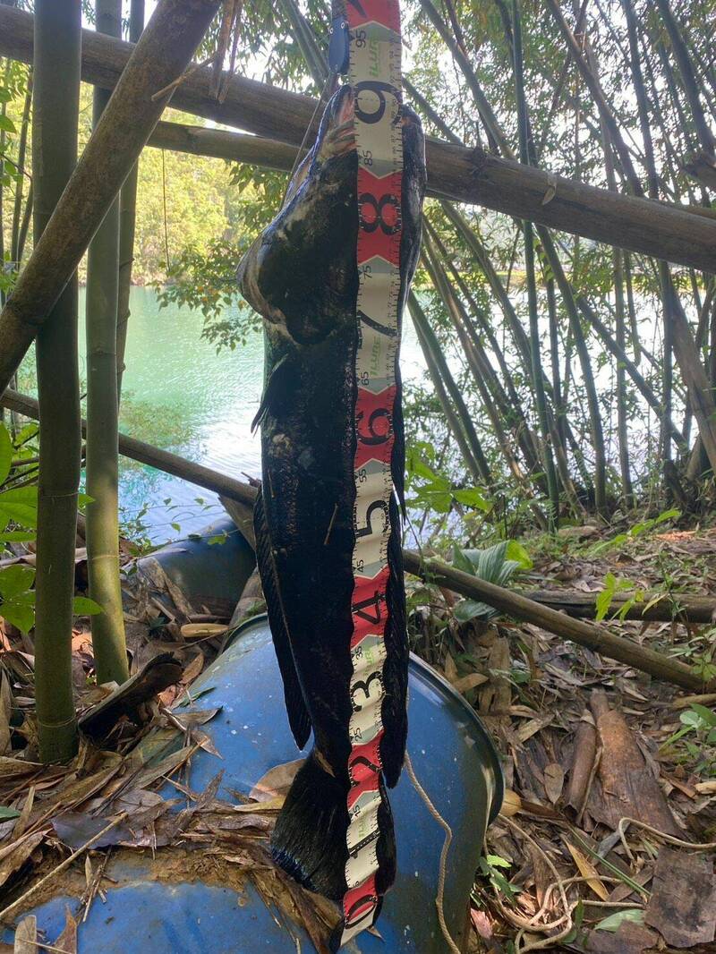 日月潭區漁會趁「惡霸」魚虎大爆發展開移除行動,並捕獲體長90公分大魚虎。(日月潭區漁會提供) 日月潭區漁會趁「惡霸」魚虎大爆發展開移除行動,並捕獲體長90公分大魚虎。(日月潭區漁會提供)