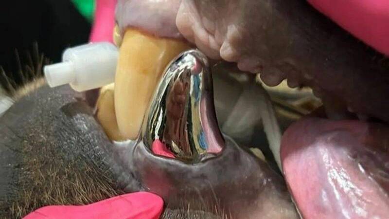 獸醫團隊為棕熊「凍原」裝上的全金屬牙冠,根據蘇必略湖動物園表示,是目前世界上最大的一顆動物專用牙冠。
(圖:Lake Superior Zoo) 獸醫團隊為棕熊「凍原」裝上的全金屬牙冠,根據蘇必略湖動物園表示,是目前世界上最大的一顆動物專用牙冠。
(圖:Lake Superior Zoo)