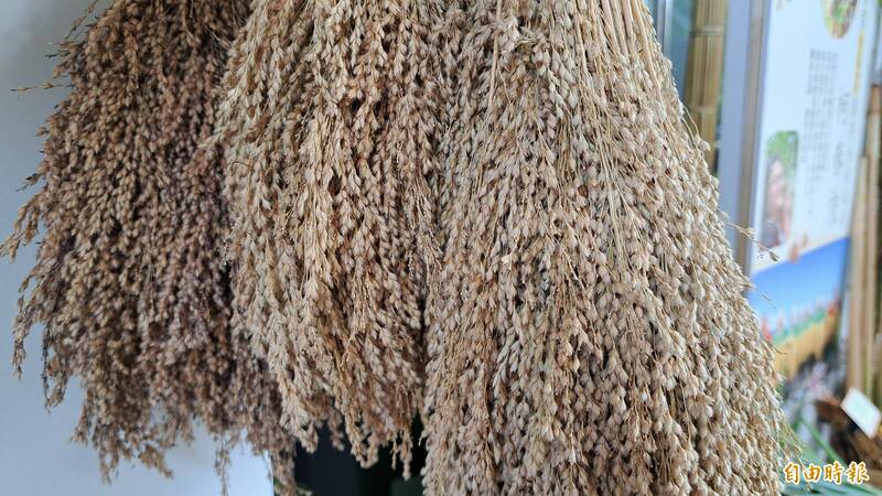 油芒其貌不揚，但營養豐富又抗旱，被視為超級穀物。（記者黃明堂攝）