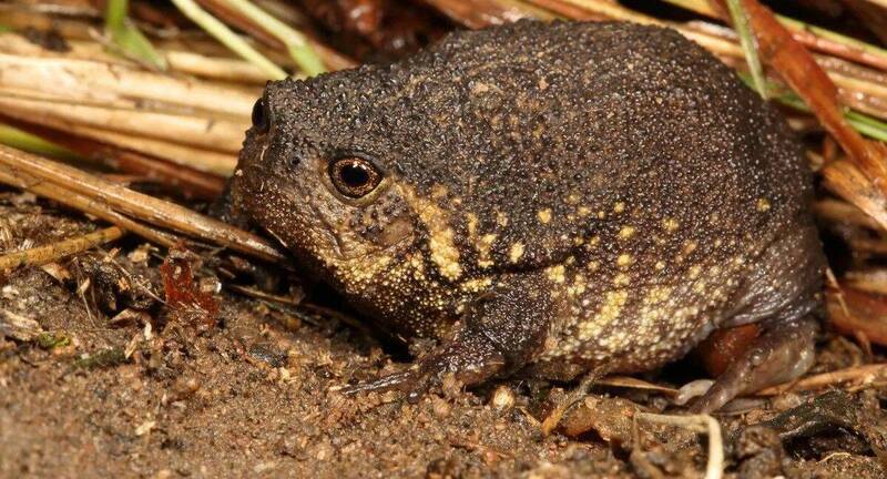 是在不爽什麼？南非發現「厭世臉」新雨蛙 模樣超爆笑