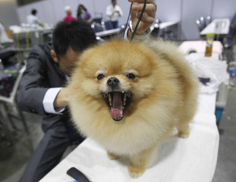 體型嬌小、外型可愛討喜的博美犬,以壓倒性票數榮登臭屁冠軍。示意圖。(資料照,美聯社) 體型嬌小、外型可愛討喜的博美犬,以壓倒性票數榮登臭屁冠軍。示意圖。(資料照,美聯社)